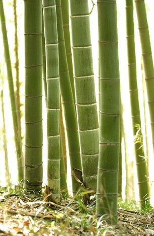 竹の写真